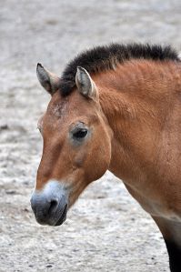 The endangered Przewalski's horse, the only true wild horse species left in the world, lives in Asia. Wikimedia Commons.