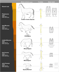 Evolution of horses. Wikimedia Commons.